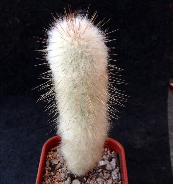 cereus dybowskii,cephalocereus dybowskii,Austrocephalocereus dybowskii,Gerocephalus dybowskii